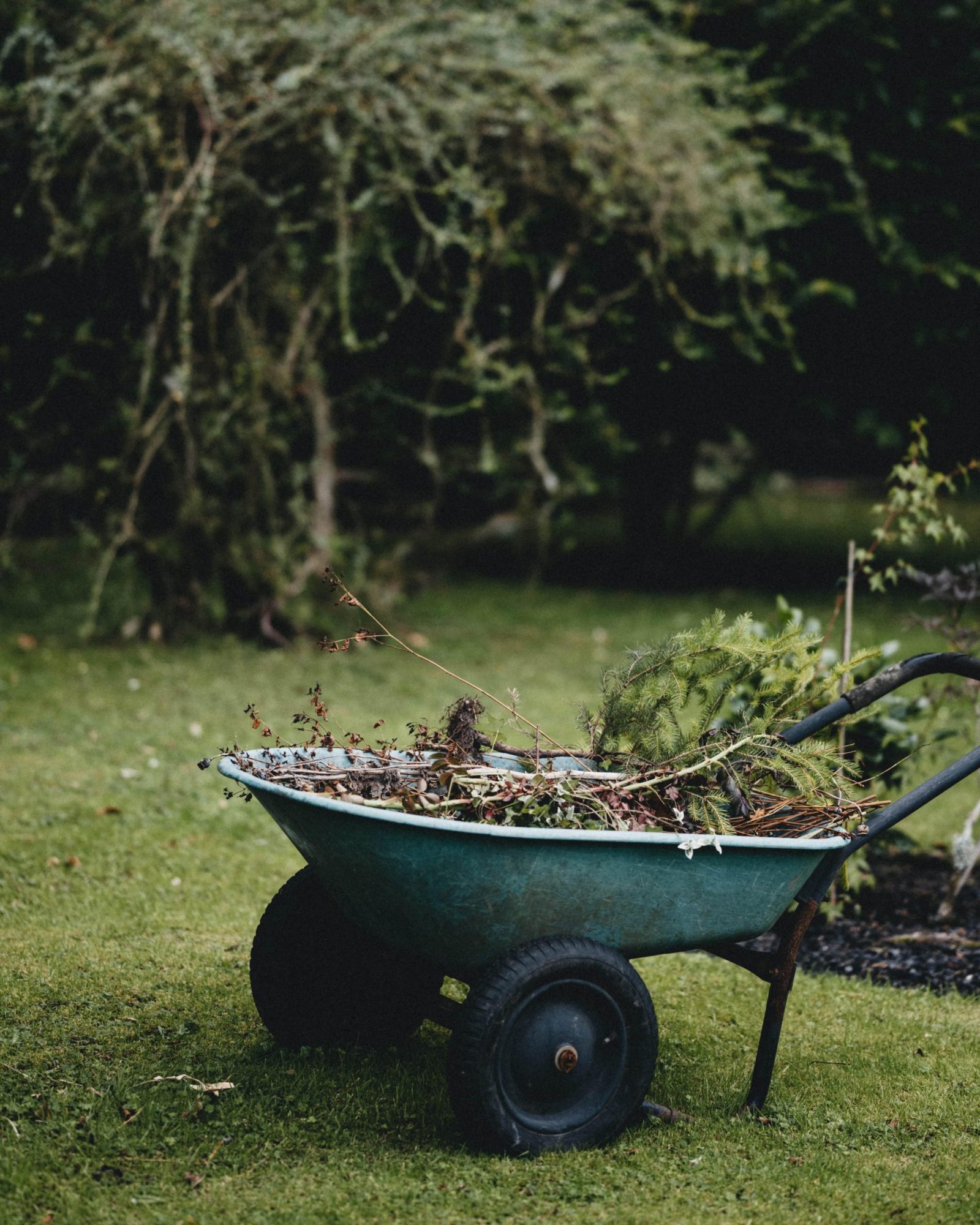 Green garden waste in a wheelbarrow in a back garden