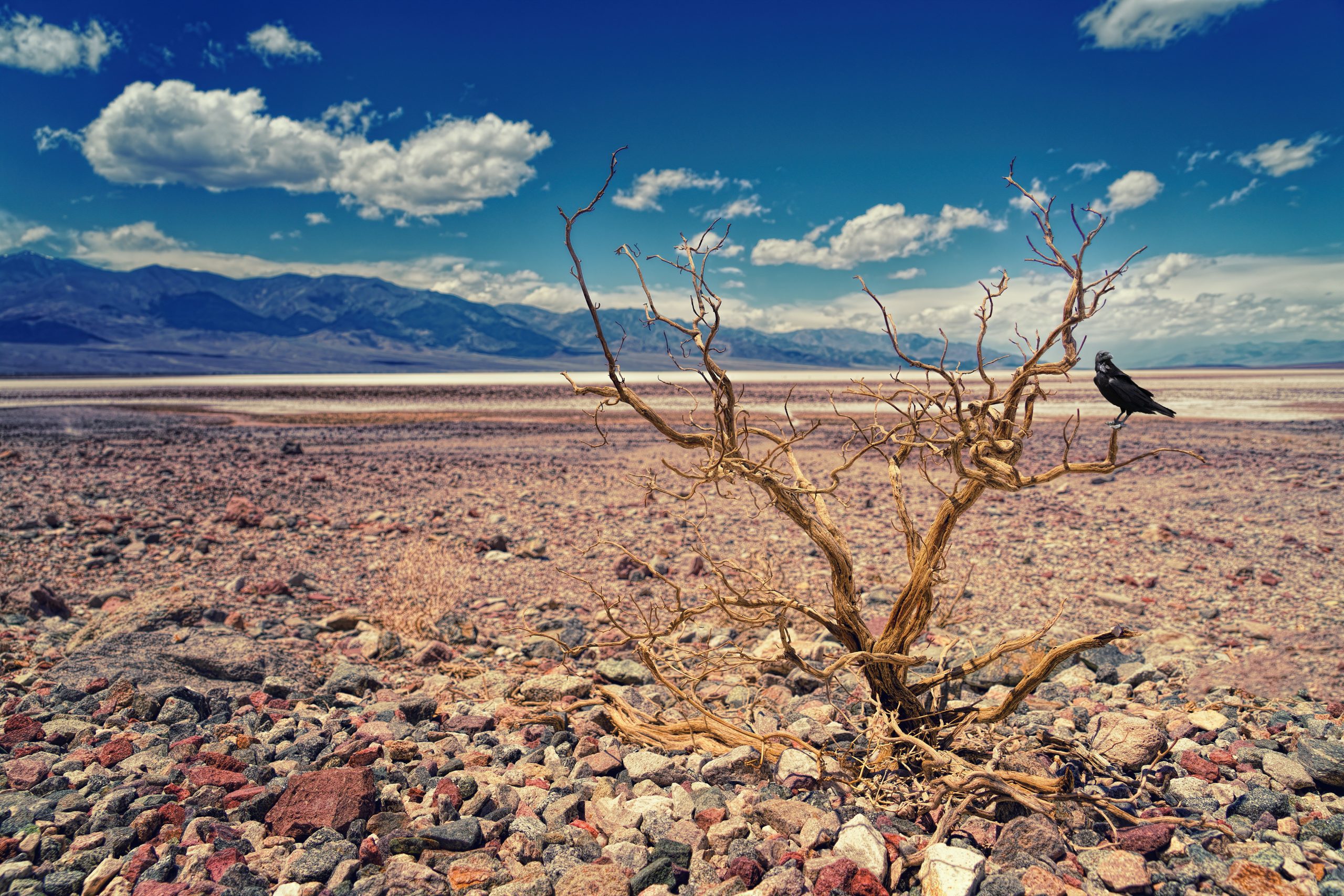 Destruction of environment