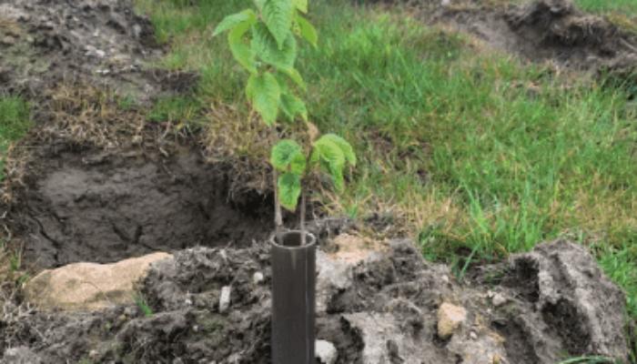 IVECO - Plant a Tree initiative - Brown Recycling