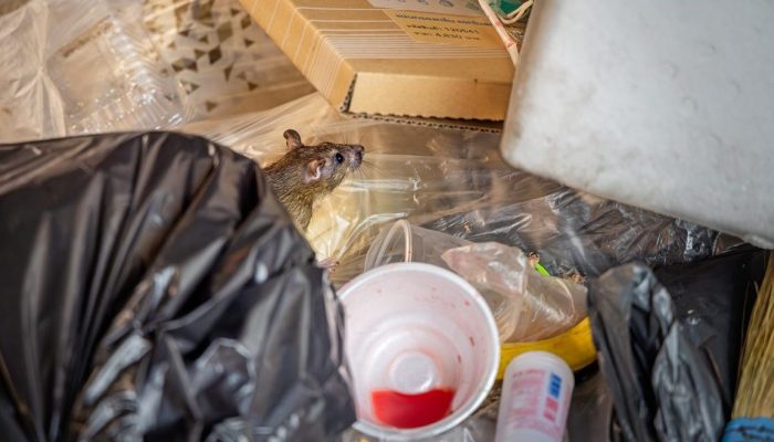Rat in pile of rubbish
